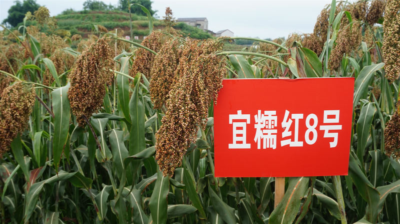 微信图片_20260729171412_副本.jpg